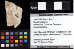 Foto (Objket + Etiketten) von Goniodromites sp. 